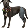 thumbnail image 3 of Dog Knee Brace For Acl,knee Cap Dislocation,arthritis-keeps The Joint Warm-extra Support-reduces Pain&inflammation, 3 of 4
