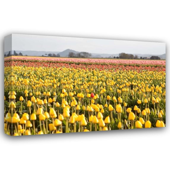 Dana Styber 44x31 Gallery Wrapped Canvas Wall Art Titled - Yellow and Orange Tulips III