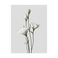 thumbnail image 1 of Trademark Fine Art 'Lisianthus White Fabrikken' Canvas Art by Design Fabrikken, 1 of 3