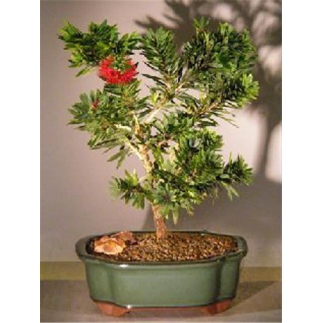black zz plant for sale in usa ZZ Plant "Black" (Zamioculcas Zamiifolia)