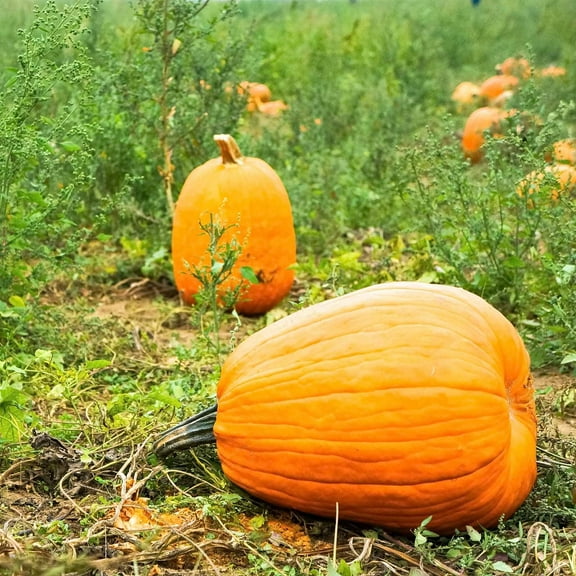 Pumpkin Garden Seeds - Jack O'Lantern Variety - 4 oz - Non-GMO, Heirloom Pumpkins - Orange - Vegetable Gardening Seeds