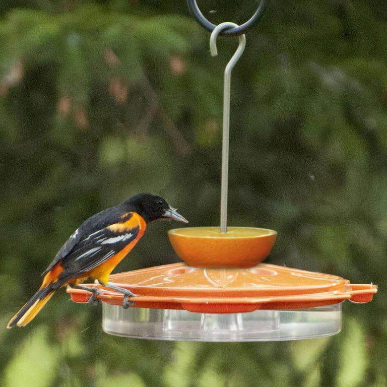Audubon Oriole Plastic Jelly and Nectar Station Bird Feeder 8 ports Audubon Oriole Plastic Jelly and Nectar Station Bird Feeder 8 ports