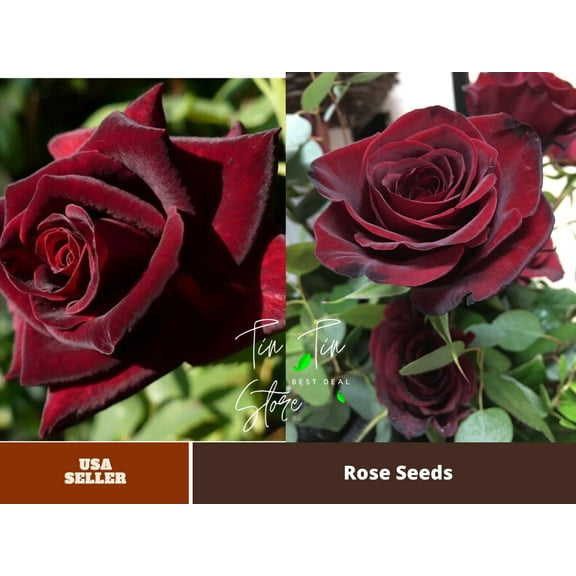 30 Rare Seeds-Black Baccara Hybrid Rose Seeds #1050-Authentic Seeds-Flowers-Rose seeds-Herb seeds-Vegetable Seeds-Mix Seeds for Plant- B3G1