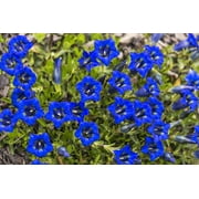 15 Blue STEMLESS GENTIAN Gentiana Acaulis Kochiana Flower Seeds
