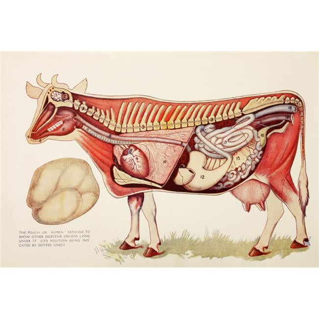 Internal Organs of A Cow Withn The Rumen Illustrated to One Side to