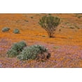 thumbnail image 2 of Young, Bill 14x11 White Modern Wood Framed Museum Art Print Titled - Blossoms in Namaqua NP, Namaqualand, South Africa, 2 of 4