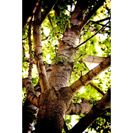 Body Stretch Trunk Canvas Print Trunk Branches Bark Tree Chestnut Nature Leaves Stretched Canvas 10 x 14 ()