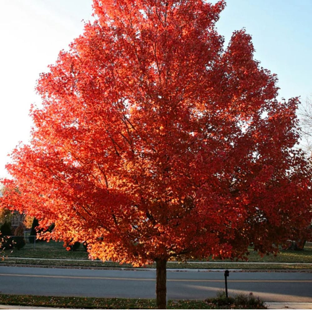 Expert Gardener 2-3 ft tall October Glory Maple Live Tree in 5-Gallon Grower Pot