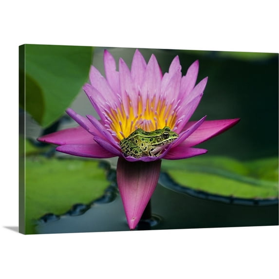 Great BIG Canvas | "Frog On A Waterlily In Urban Pond, Leo Mol Garden, Winnipeg, Manitoba, Canada" Canvas Wall Art - 30x20