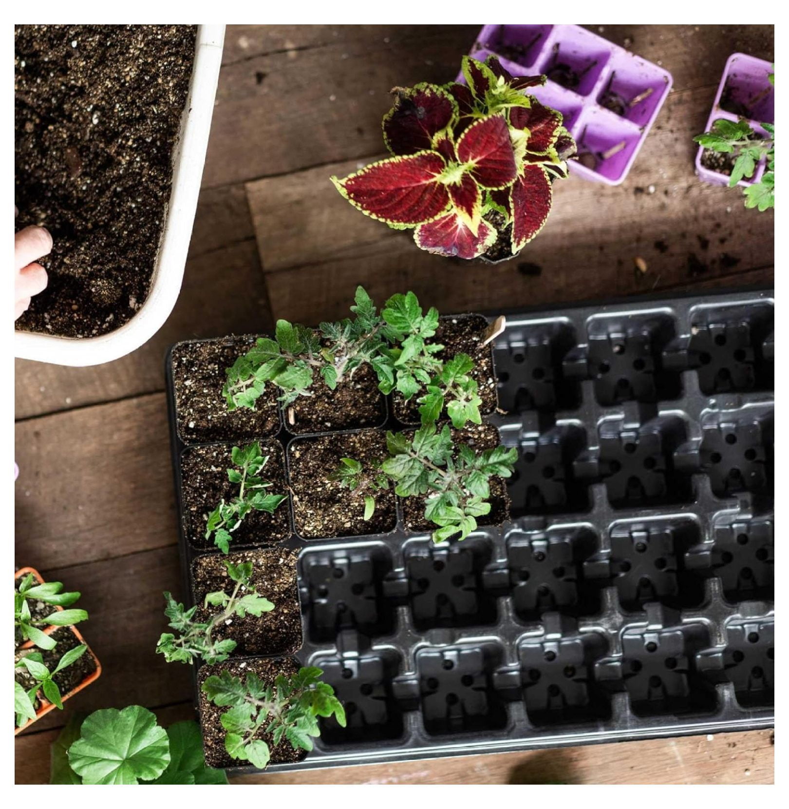 Extra Strength 32 Cell Seedling Starter Trays w/Inserts, 2 Pack, for Seed Germination, Plant Propagation, Growing Trays, Planting Starter 2 Trays 64 Pots