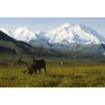 thumbnail image 2 of Two Caribou Feeding On Tundra With Mt. Mckinley And Alaska Range In The, 2 of 2