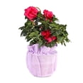 thumbnail image 3 of Planta decorativa en maceta de 7 pulgadas con cover de yute, 3 of 3