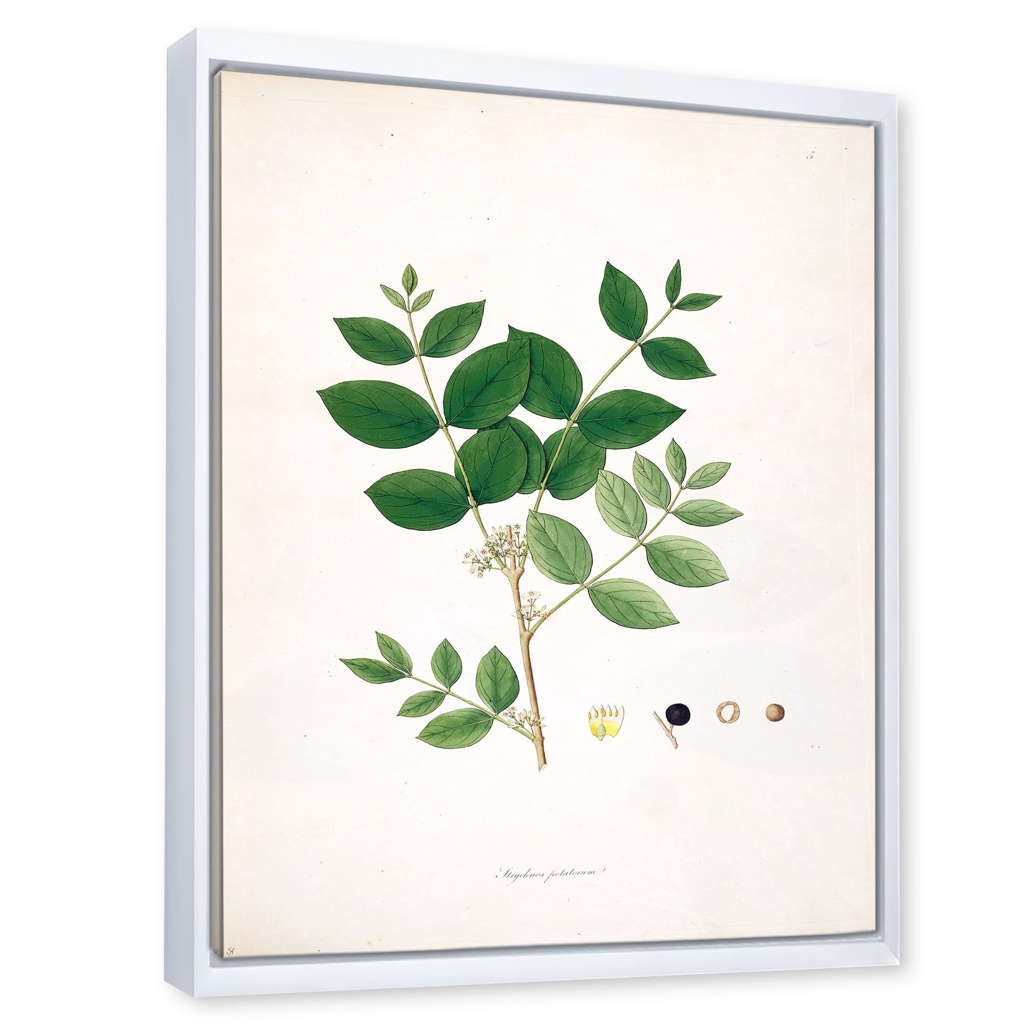 Designart 'Ancient Botanicals VI' Farmhouse Framed Canvas Wall Art Print