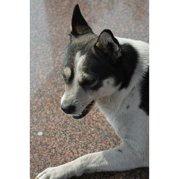 Huagou Dog Chinese Rural Dogs12 Inch BY 18 Inch Laminated Poster With