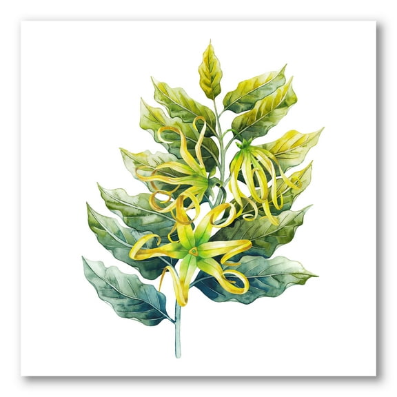 Designart ' Ylang Ylang Flower On White ' Traditional Canvas Wall Art Print