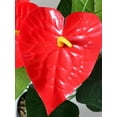 thumbnail image 5 of 1/2 Bundles Artificial Flowers Simulated Anthurium Green Plants for Home Furnishings Hotel Decorations, 5 of 6