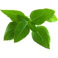 thumbnail image 1 of SHIQI-Smart Garden Thai Basil Plant Pods, 9-Pack, 1 of 4