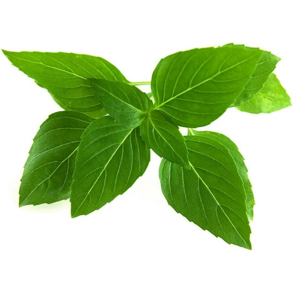 SHIQI-Smart Garden Thai Basil Plant Pods, 9-Pack