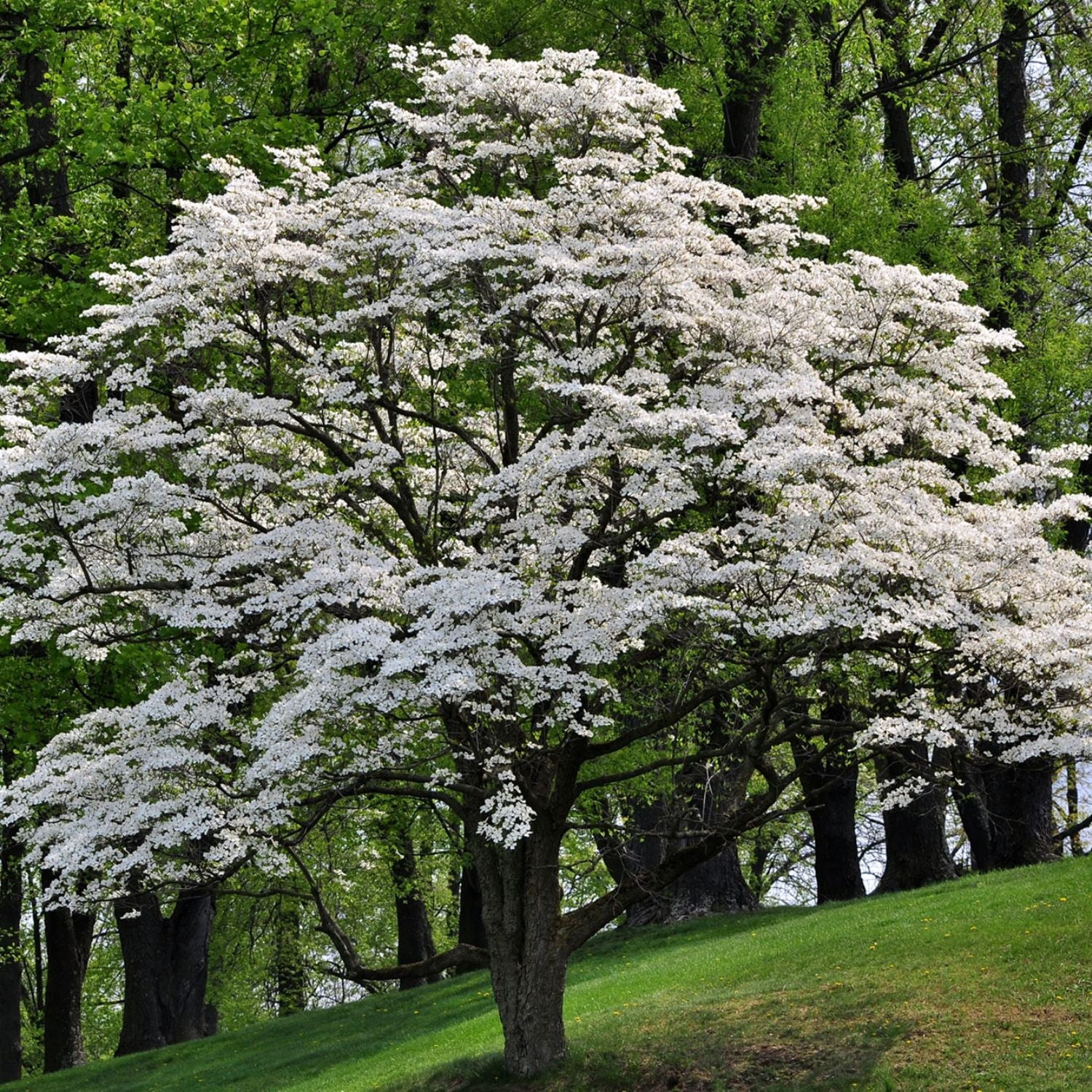 Expert Gardener 2-3' Dogwood Mountain Moon in 1 gal. Grower Pot
