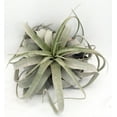 thumbnail image 4 of Silver Beauty Airplant -Tillandsia xerographica- 8" Diameter, 4 of 4