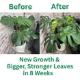 thumbnail image 4 of Plant Supplement Silica Strength 4.5% Liquid 250mL for Houseplants, 4 of 9