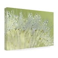 thumbnail image 4 of Trademark Fine Art 'Dandelion Dew I' Canvas Art by Cora Niele, 4 of 4