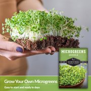 Arugula Microgreens Sprouting Seeds - Partial Sun Annual Vegetable - 5 Packs