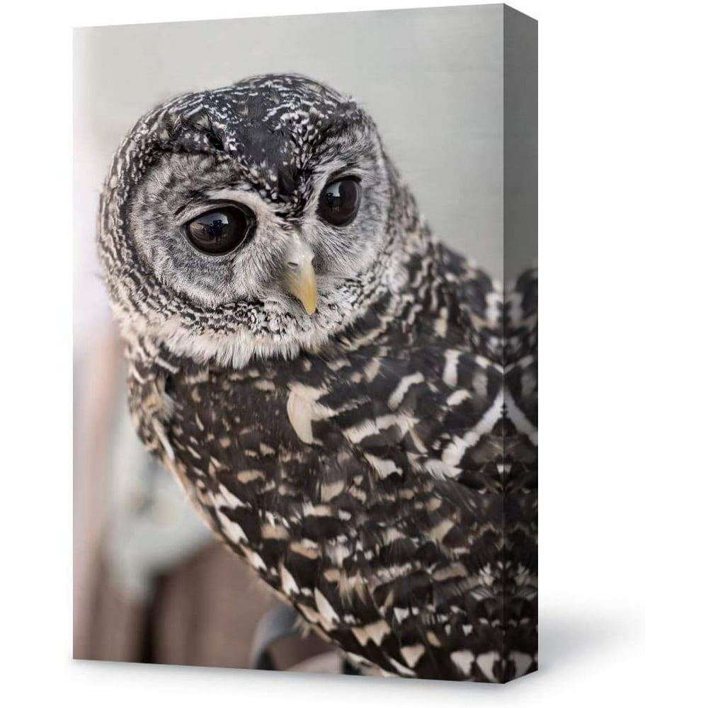 Wall26 Canvas Wall Art Cute Owl Animal Canvas Painting Wall Poster ...