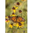 thumbnail image 2 of Day, Richard and Susan 23x32 Gold Ornate Wood Framed with Double Matting Museum Art Print Titled - Viceroy (Limenitis arthemis) on Sneezeweed (Helenium sp)-Effingham County-Illinois, 2 of 4