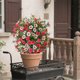 thumbnail image 5 of Outdoor Color Breath Ground Plug Simulation Plant Ground Nail Decoration Courtyard Garden Ground Fake Flowers, 5 of 6