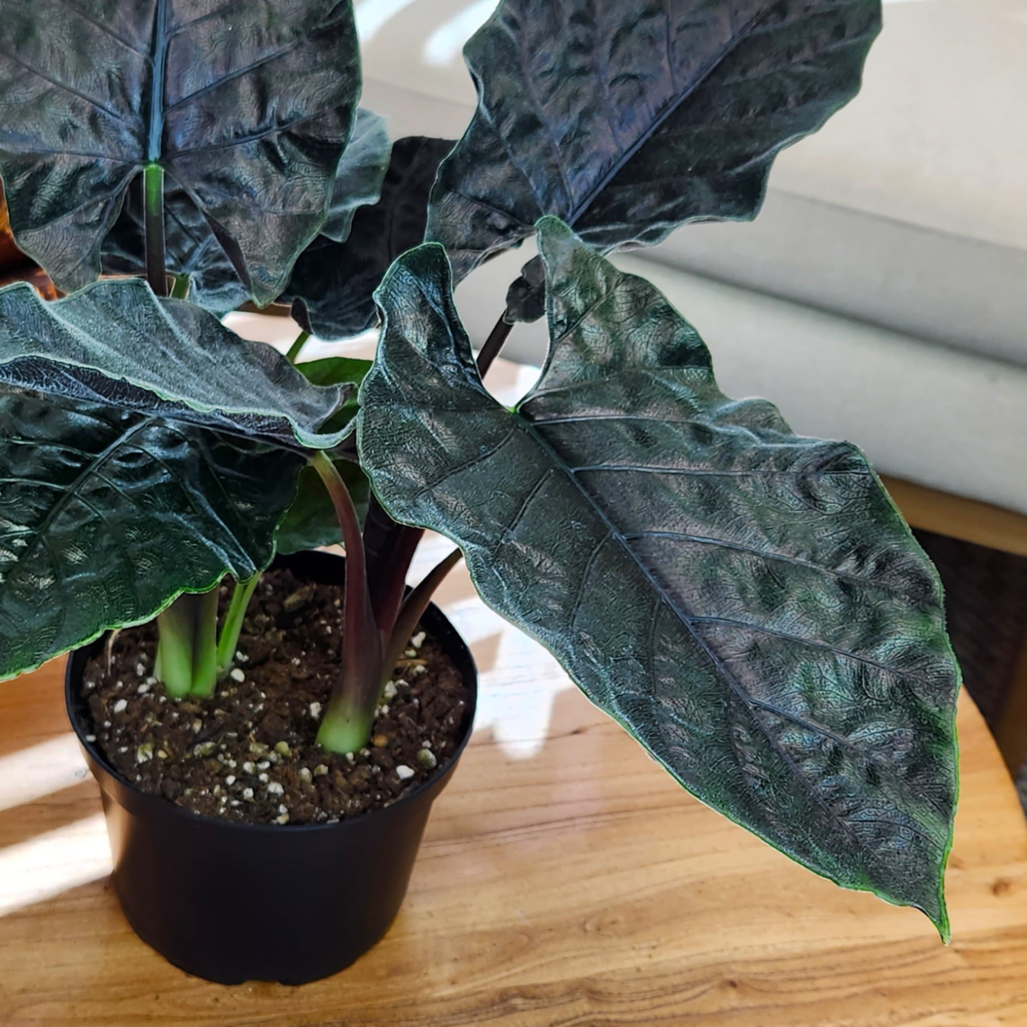 Antoro Velvet Alocasia, Uncommon Houseplant | 6in. Grow Pot; Indirect Sun | Element by Altman Plants