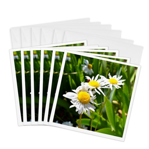 3drose, Daisies and Ladybug, 6 Greeting Cards with Envelopes