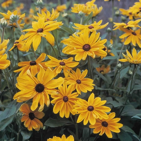 Indian Summer Rudbeckia ~50 Seeds—Rudbeckia hirta – Award-Winning Golden Blooms – 6–9" Flowers – Annual for Zones 3-8 – Drought Tolerant – 84–105 Days – Easy to Grow – AAS Winner