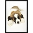 thumbnail image 2 of St Bernard Dog 14 Week Old Puppy, Animals Framed Art Print Wall Art Sold by ArtCom, 2 of 5