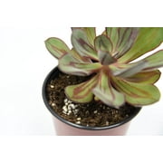 Perfect Plants Succulent Food - 5oz.