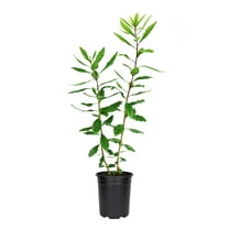 Wax Myrtle  5 Live 4 Inch Pots  Myrica Cerifera  Evergreen Shrubs for Privacy Screens & Native Landscaping  Fast-Growing Hardy Plants