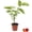 1 Plant, variant on Strawberry Tree - Live Plant in a 4 Inch Growers Pot - Arbutus Unedo - Edible Fruit Bearing Tree for The Patio and Garden