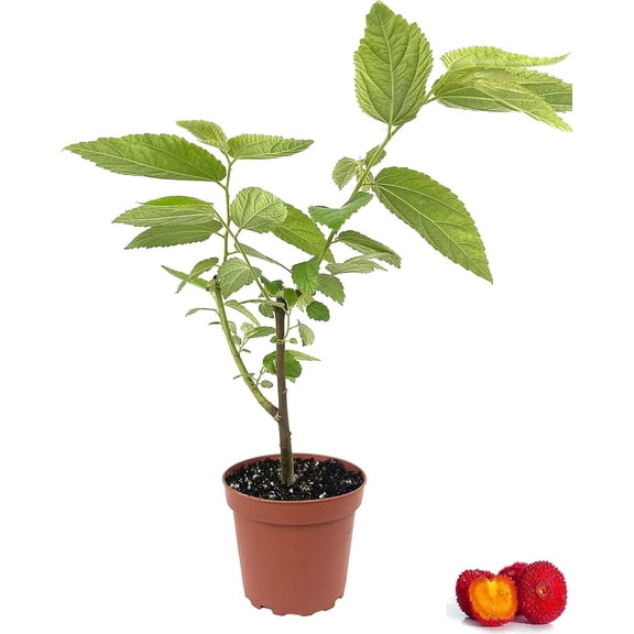 Strawberry Tree - 10 Live Plants in 4 Inch Growers Pots - Arbutus Unedo - Edible Fruit Bearing Tree for The Patio and Garden