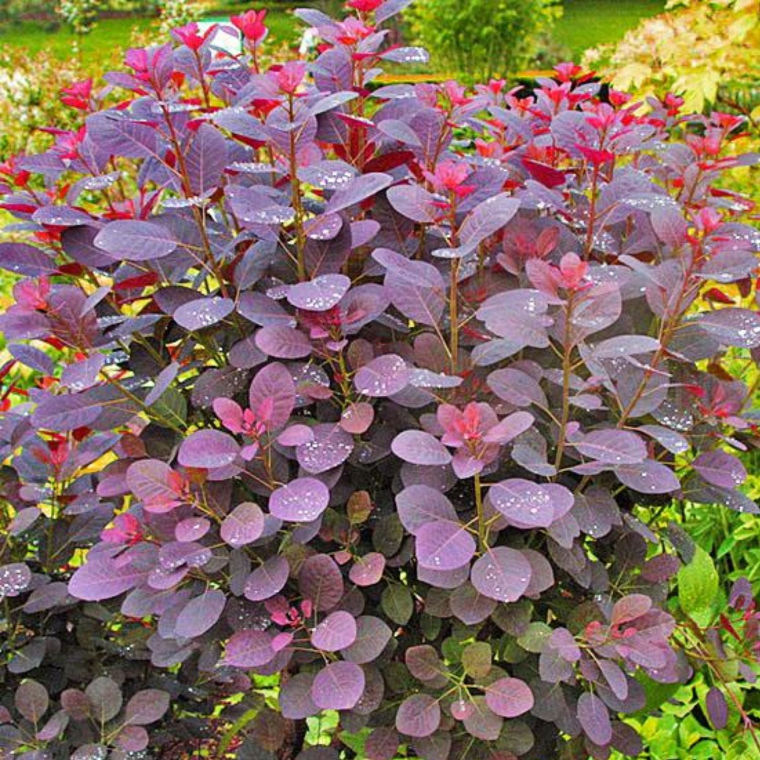 Expert Gardener 1-2' Smoketree Purple in 1 gal. Grower Pot