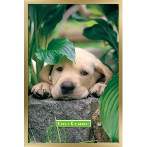 Keith Kimberlin - Puppy - Lazy Days Wall Poster, 22.375" x 34", Framed