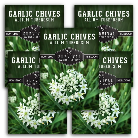 Garlic Chives Seeds - 5 Pack - Non-GMO Heirloom Full Sun Perennial Herb