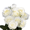 thumbnail image 4 of 100 Assorted White Roses- Beautiful Fresh Cut Flowers- Next Day Delivery at Checkout, 4 of 5