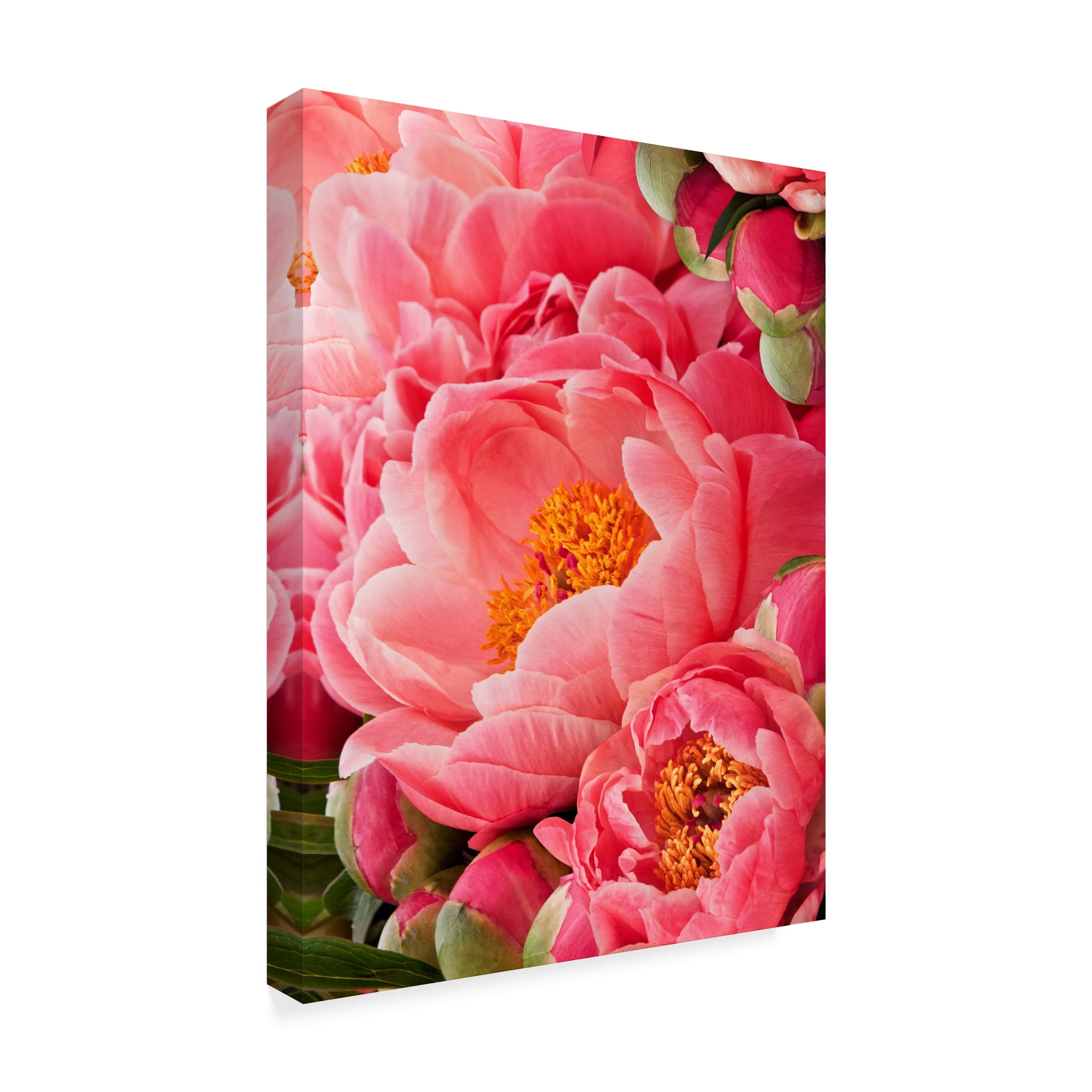 Trademark Fine Art 'Coral Peonies II' Canvas Art by Rachel Perry