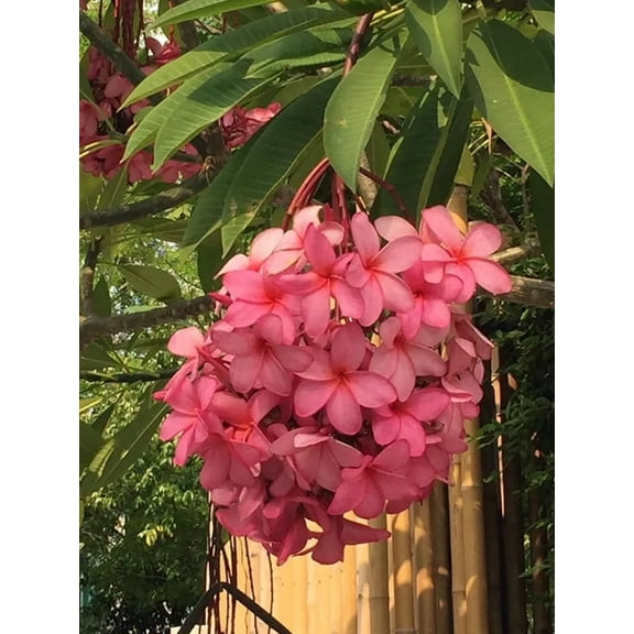 10 Strawberry Pink Plumeria Seeds Plants Flower Flowers Perennial Seed Tree 698