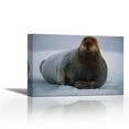 thumbnail image 1 of Bearded Seal dyed red from foraging in iron-rich mud, Svalbard, arctic Norway - Contemporary Fine Art Giclee on Canvas Gallery Wrap - wall décor - Art painting - 36 x 24 Inch - Ready to Hang, 1 of 2