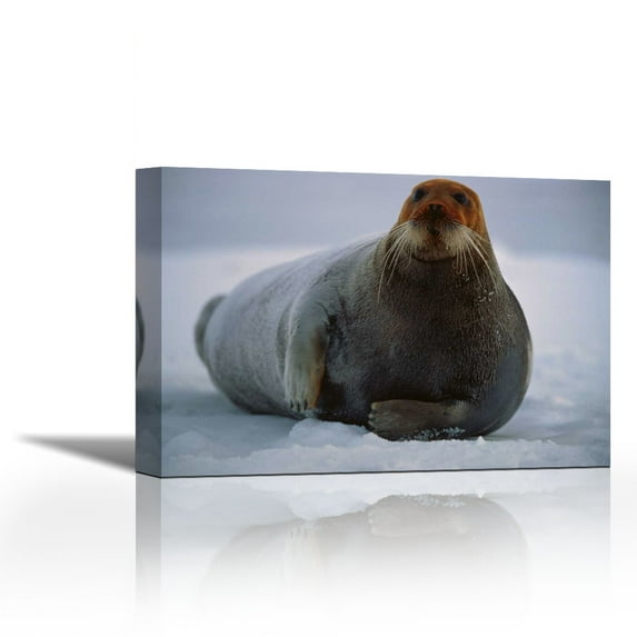 Bearded Seal dyed red from foraging in iron-rich mud, Svalbard, arctic Norway - Contemporary Fine Art Giclee on Canvas Gallery Wrap - wall décor - Art painting - 36 x 24 Inch - Ready to Hang
