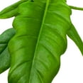 thumbnail image 3 of Philodendron Jungle Boogie 4 inch Philo Narrow Rare Indoor House Plant, 3 of 6