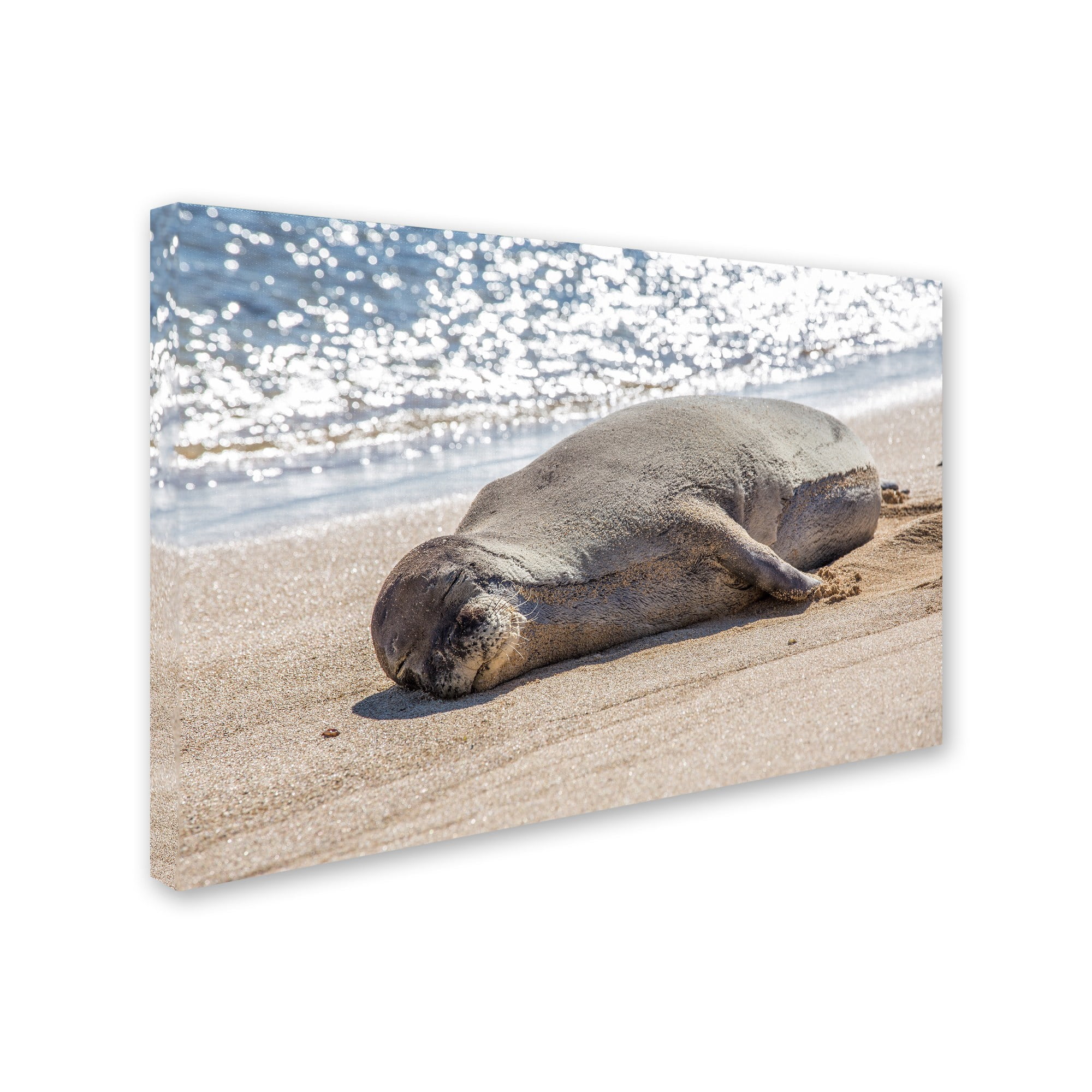 Trademark Fine Art 'Hawaiian Monk Seal' Canvas Art by Pierre Leclerc