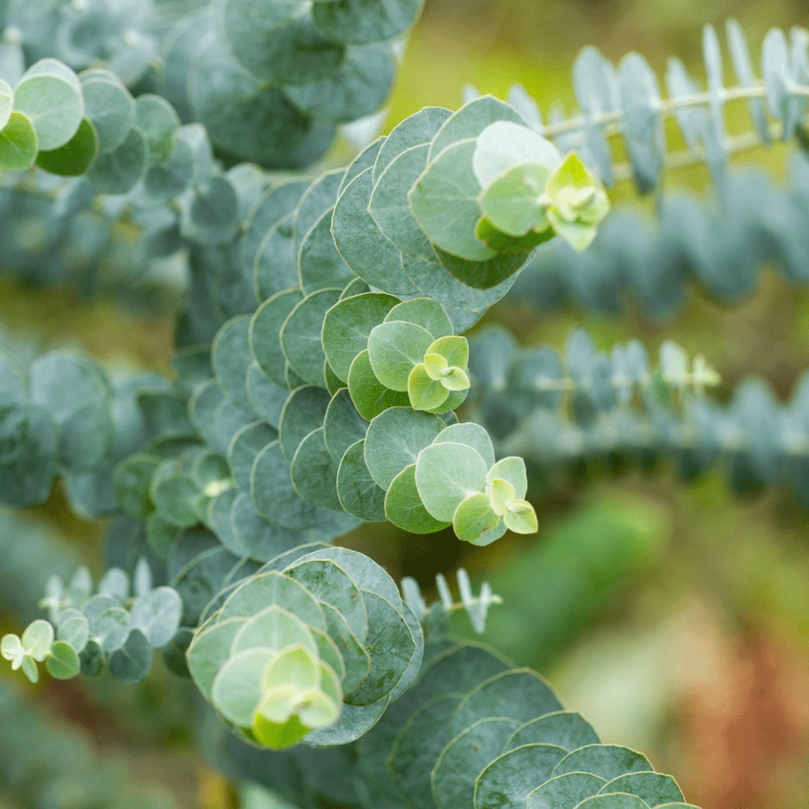 Baby Blue Eucalyptus Plant Live, Eucalyptus Plant, Cold Hardy, in 2.5 inch Pot for Indoot Planting