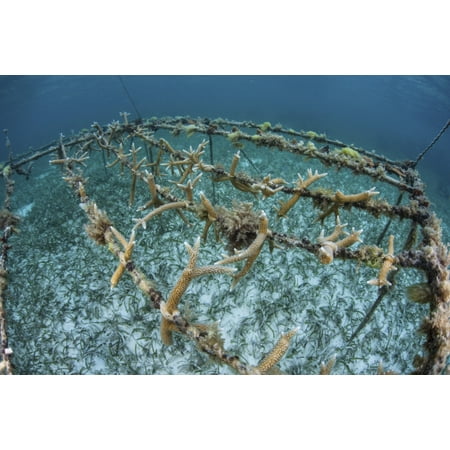 staghorn corals are being grown off turneffe atoll in belize canvas